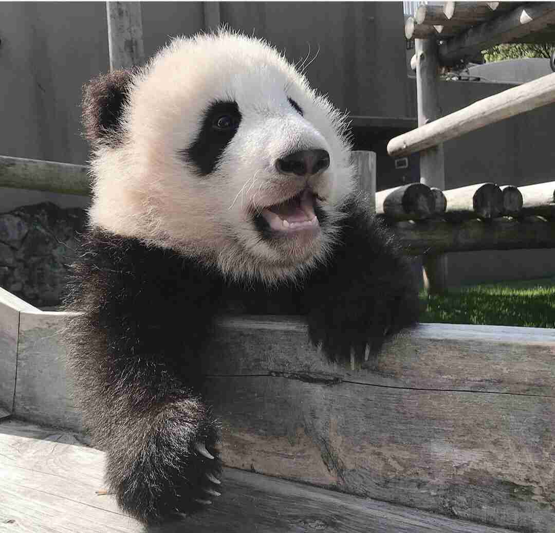 【全国の動物園・水族館】推しの動物がいる方教えて下さい
