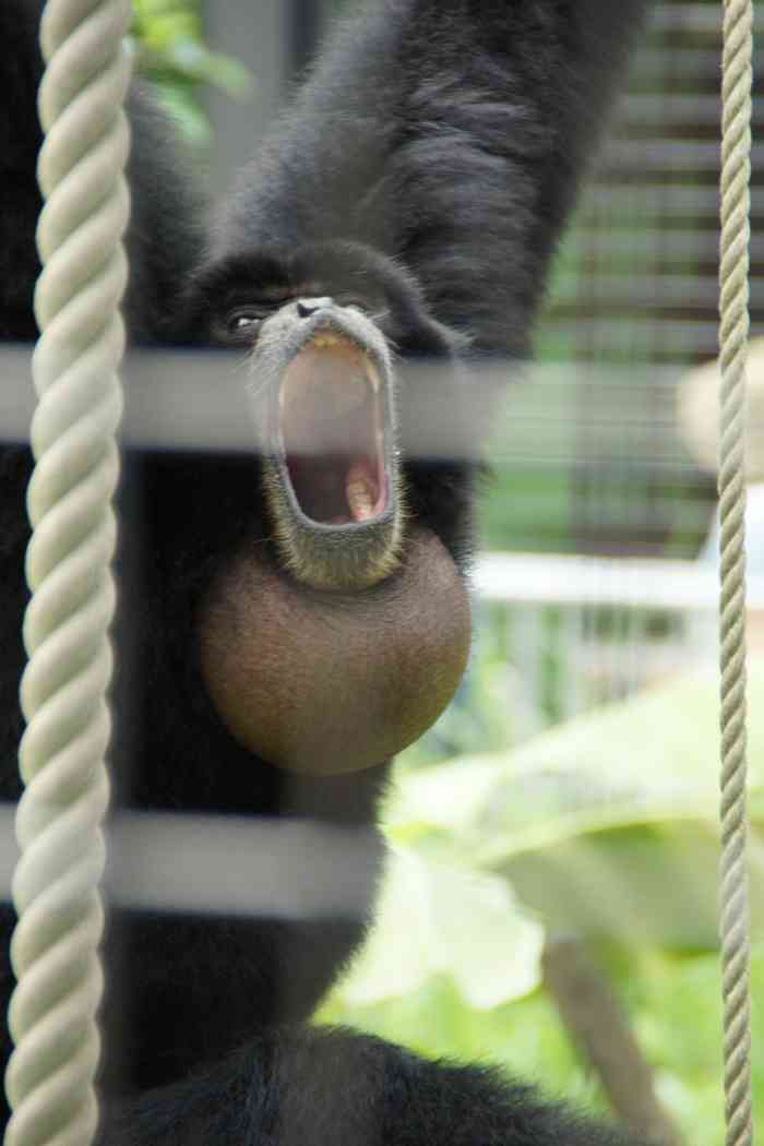 【全国の動物園・水族館】推しの動物がいる方教えて下さい
