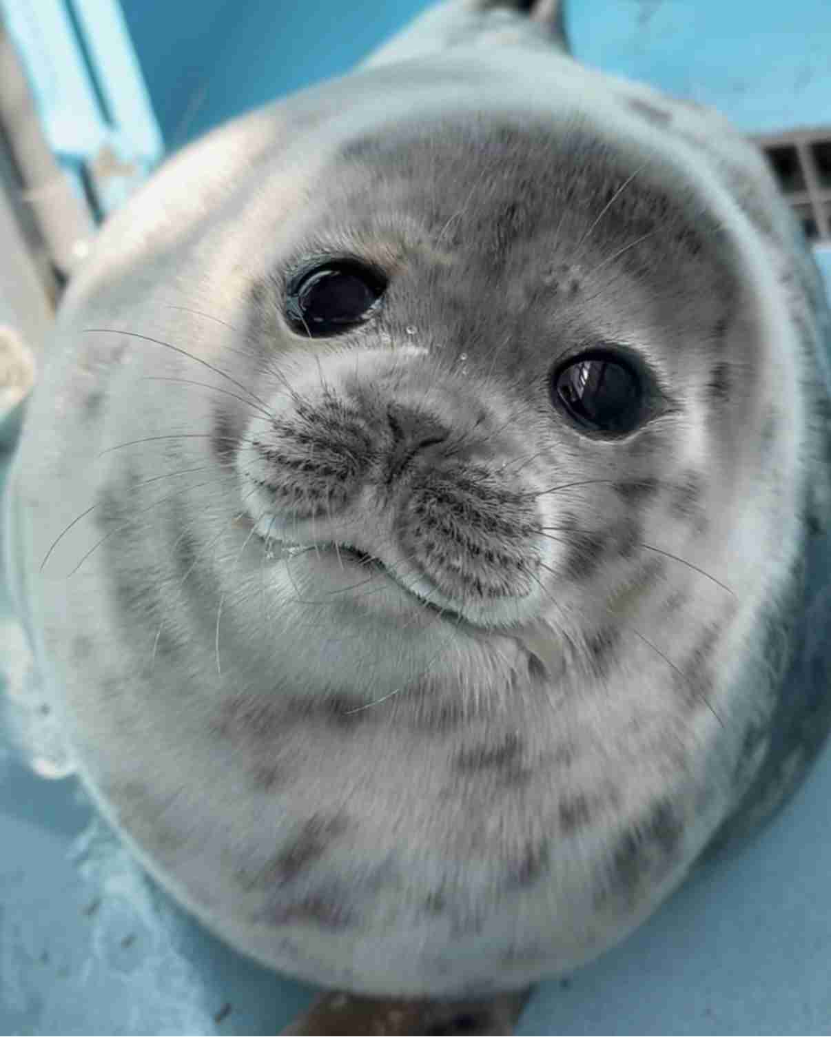【全国の動物園・水族館】推しの動物がいる方教えて下さい