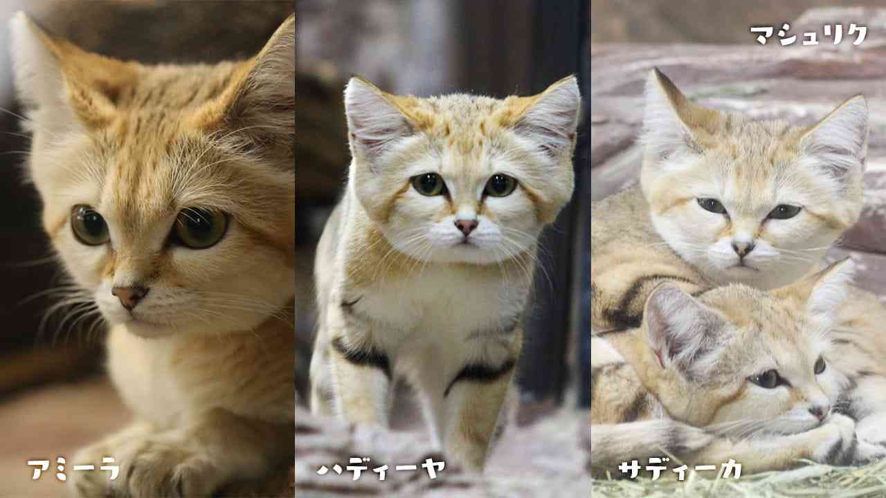 【全国の動物園・水族館】推しの動物がいる方教えて下さい