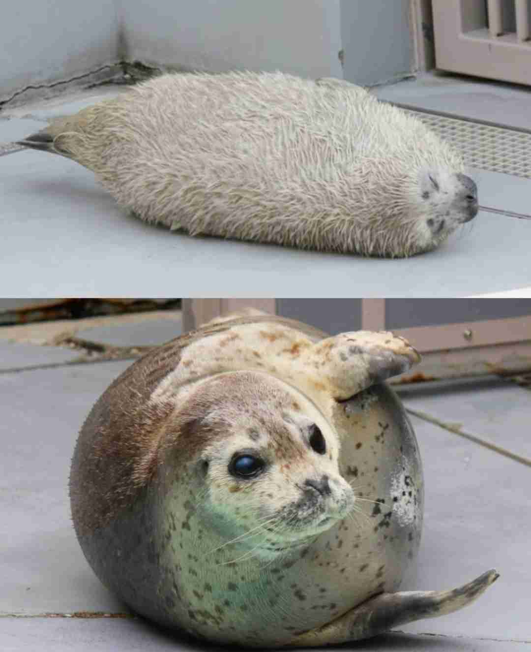 【全国の動物園・水族館】推しの動物がいる方教えて下さい