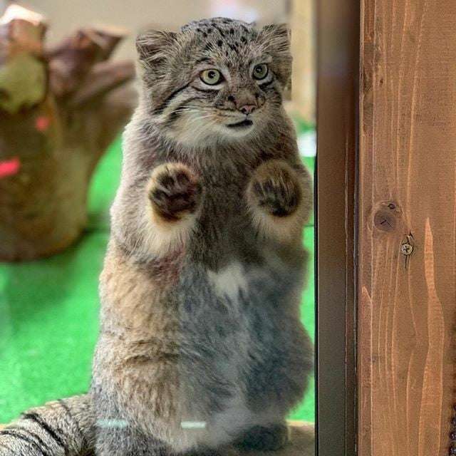 【全国の動物園・水族館】推しの動物がいる方教えて下さい