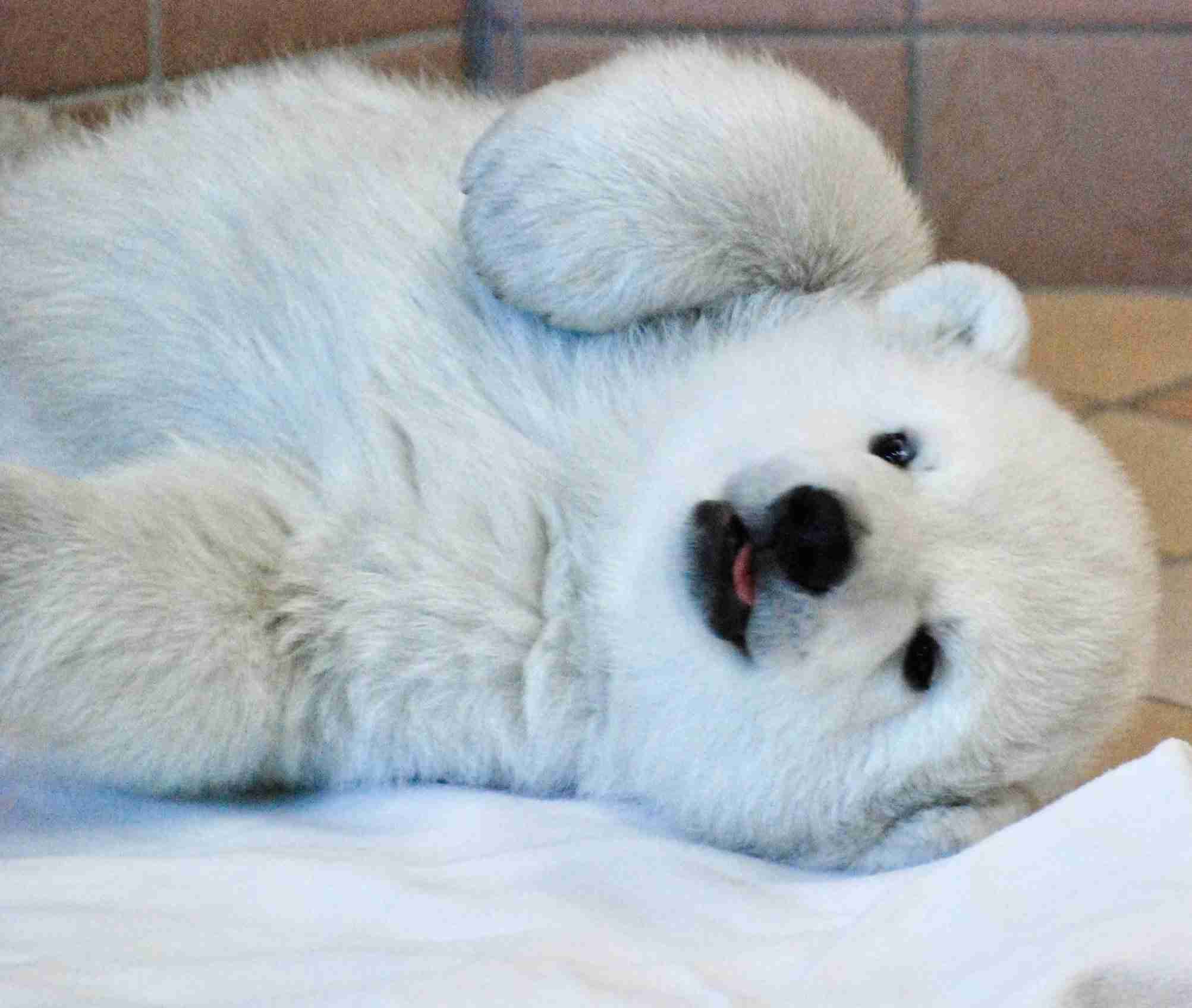 【全国の動物園・水族館】推しの動物がいる方教えて下さい