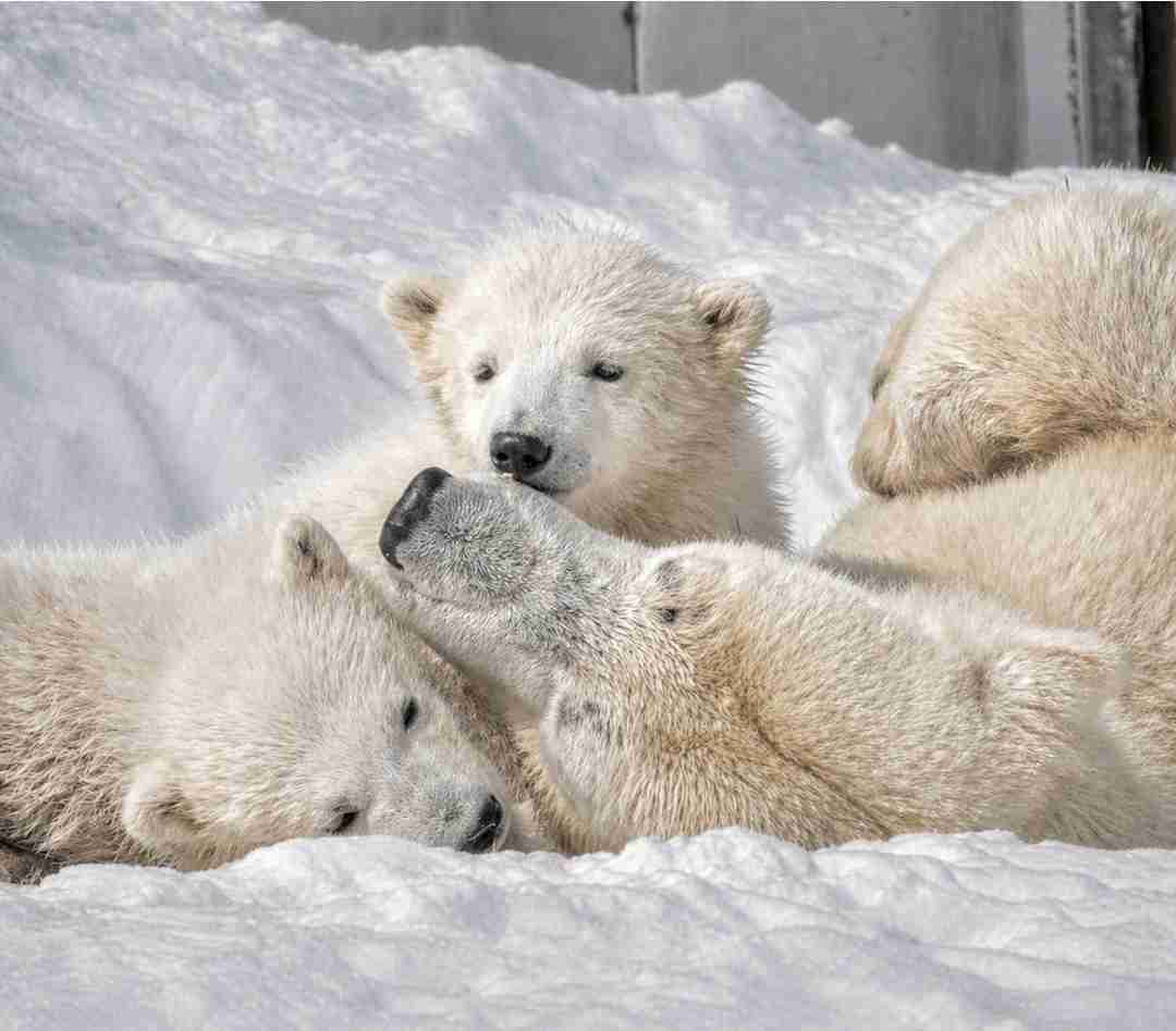 【全国の動物園・水族館】推しの動物がいる方教えて下さい