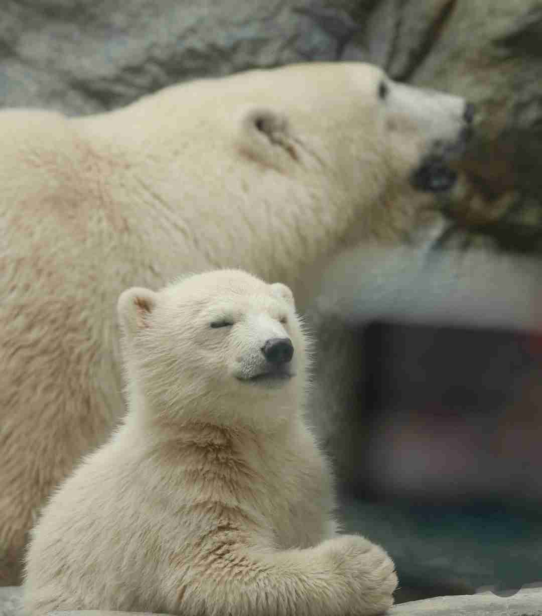 【全国の動物園・水族館】推しの動物がいる方教えて下さい