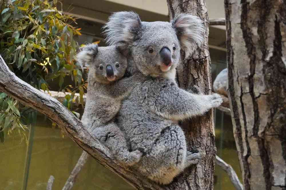 【全国の動物園・水族館】推しの動物がいる方教えて下さい