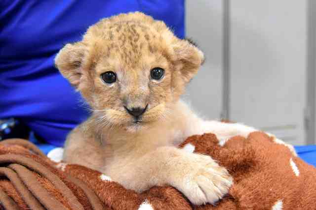 【全国の動物園・水族館】推しの動物がいる方教えて下さい