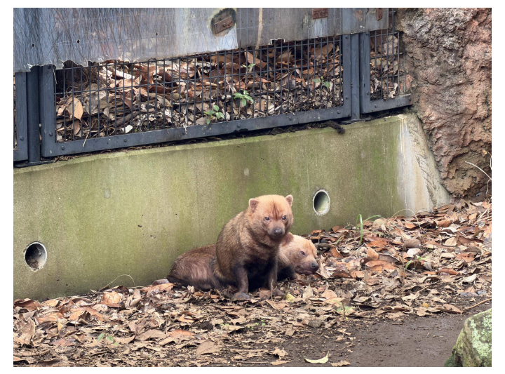 【全国の動物園・水族館】推しの動物がいる方教えて下さい
