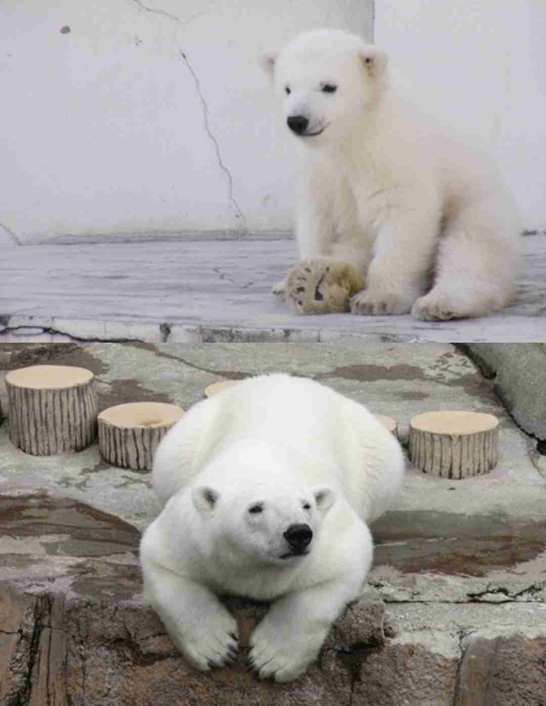【全国の動物園・水族館】推しの動物がいる方教えて下さい