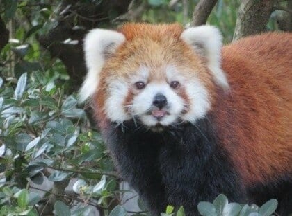 【全国の動物園・水族館】推しの動物がいる方教えて下さい
