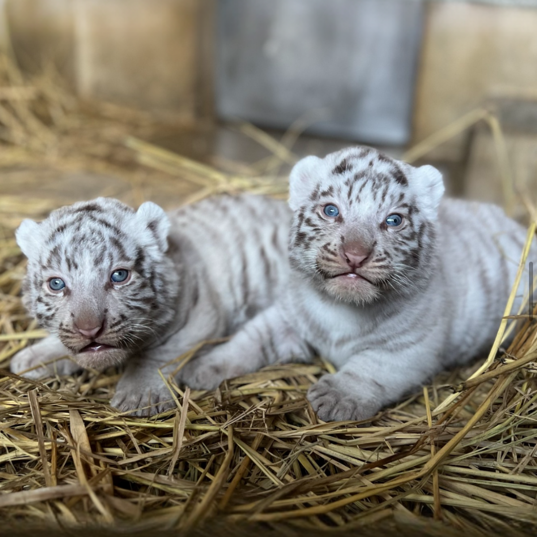 【全国の動物園・水族館】推しの動物がいる方教えて下さい