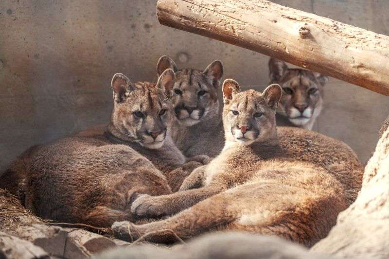 【全国の動物園・水族館】推しの動物がいる方教えて下さい