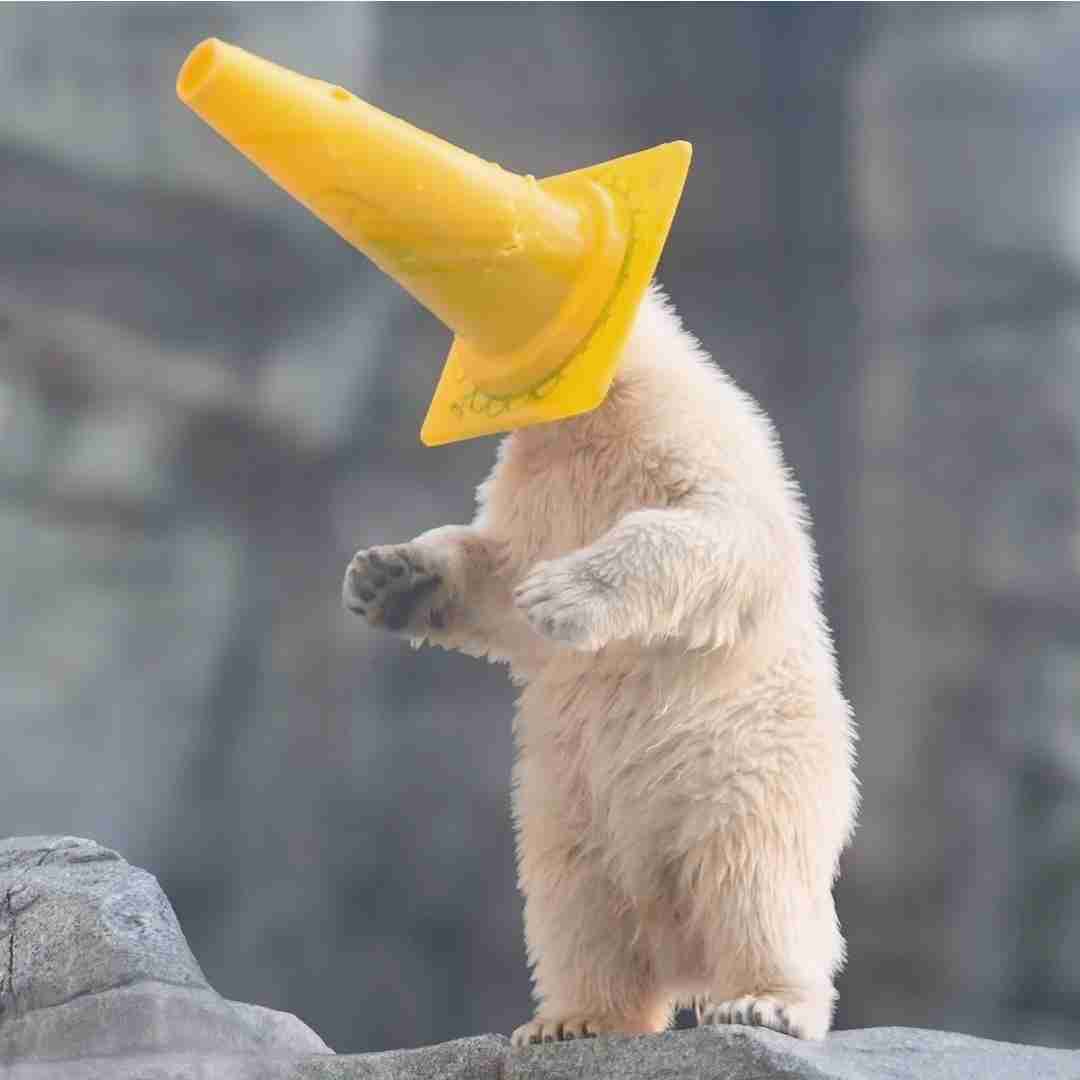 【全国の動物園・水族館】推しの動物がいる方教えて下さい