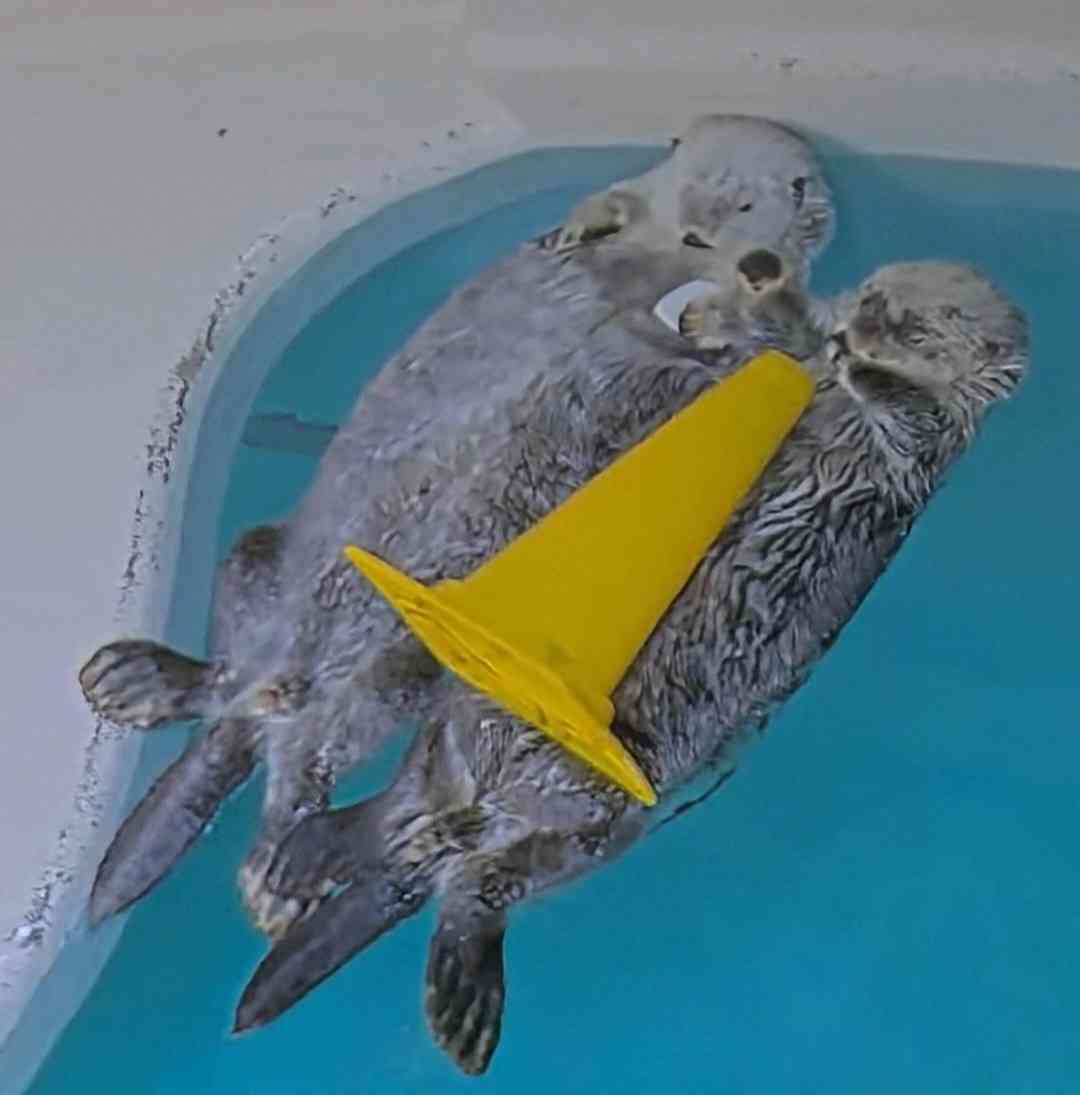 【全国の動物園・水族館】推しの動物がいる方教えて下さい