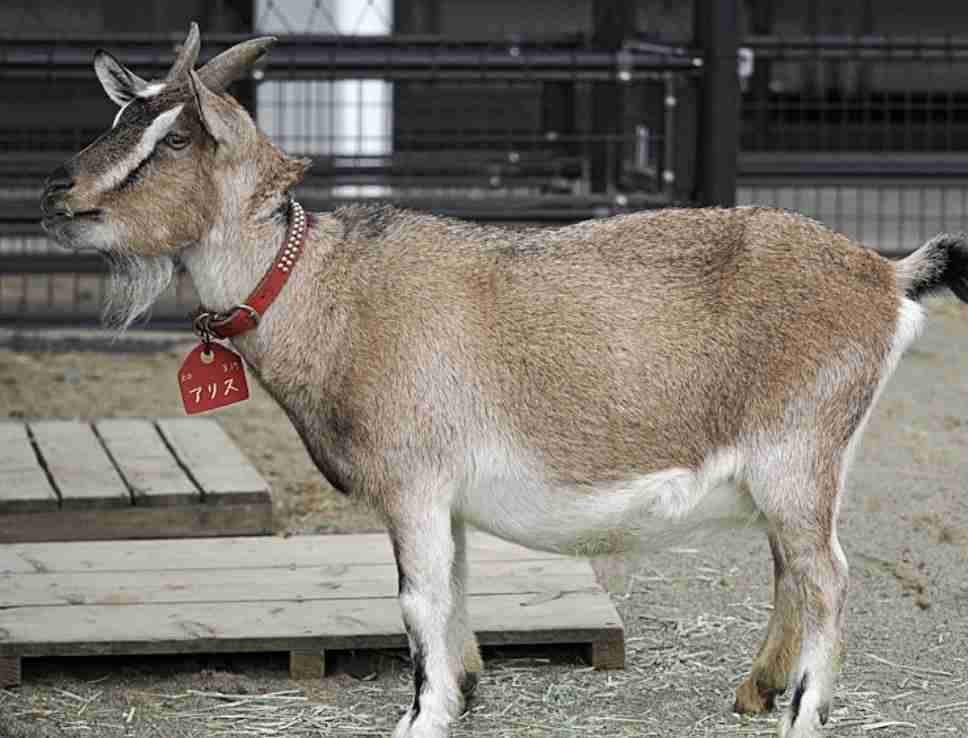 【全国の動物園・水族館】推しの動物がいる方教えて下さい