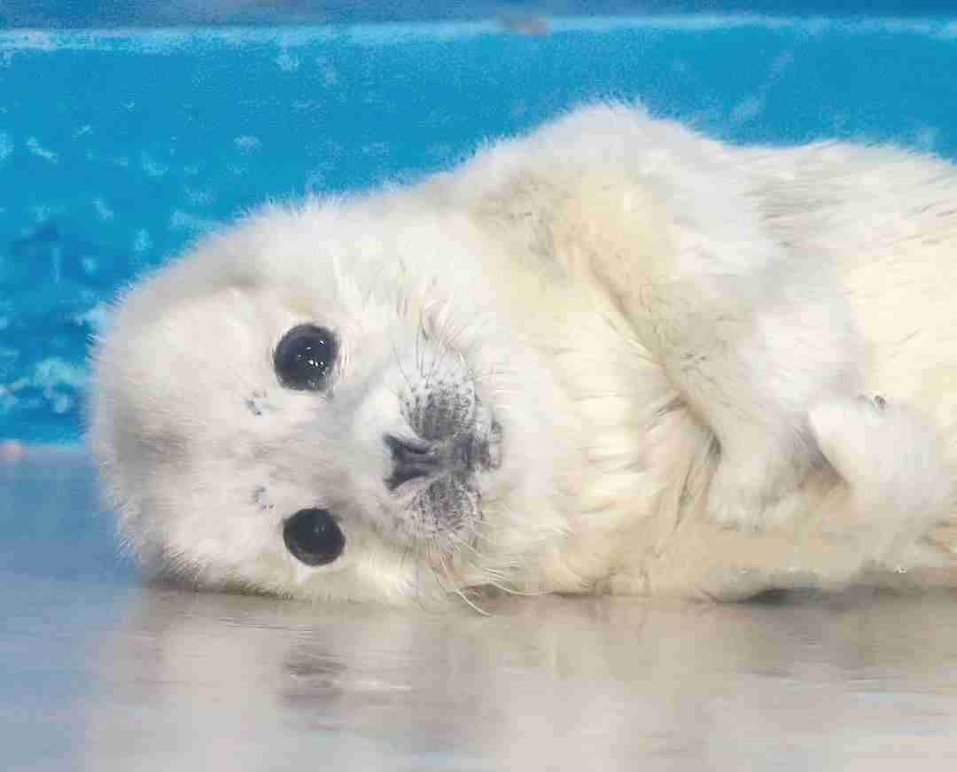 【全国の動物園・水族館】推しの動物がいる方教えて下さい