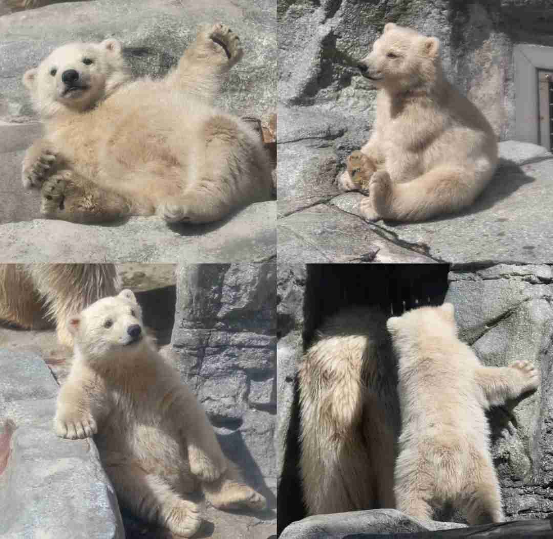 【全国の動物園・水族館】推しの動物がいる方教えて下さい