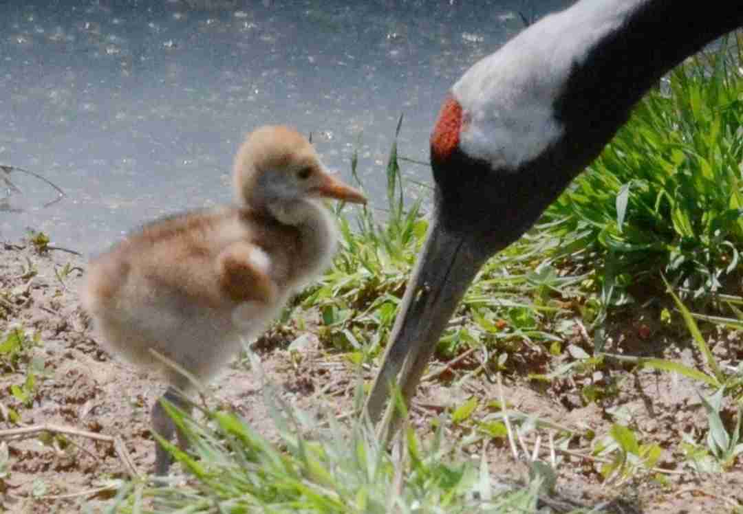 【全国の動物園・水族館】推しの動物がいる方教えて下さい