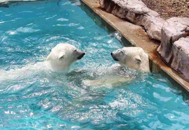 【全国の動物園・水族館】推しの動物がいる方教えて下さい