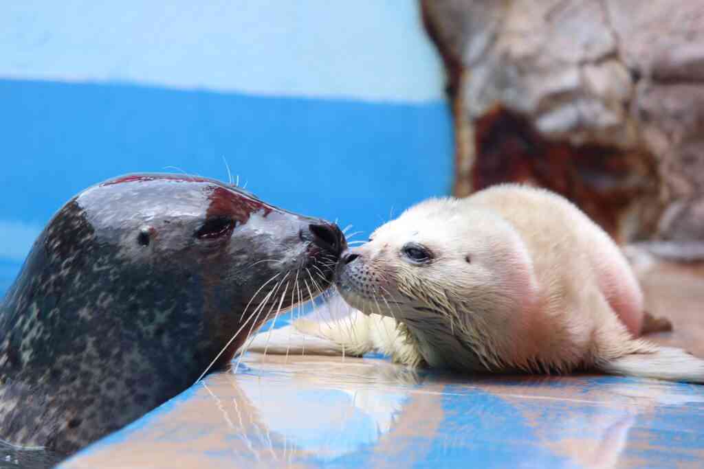 【全国の動物園・水族館】推しの動物がいる方教えて下さい