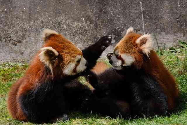 【全国の動物園・水族館】推しの動物がいる方教えて下さい