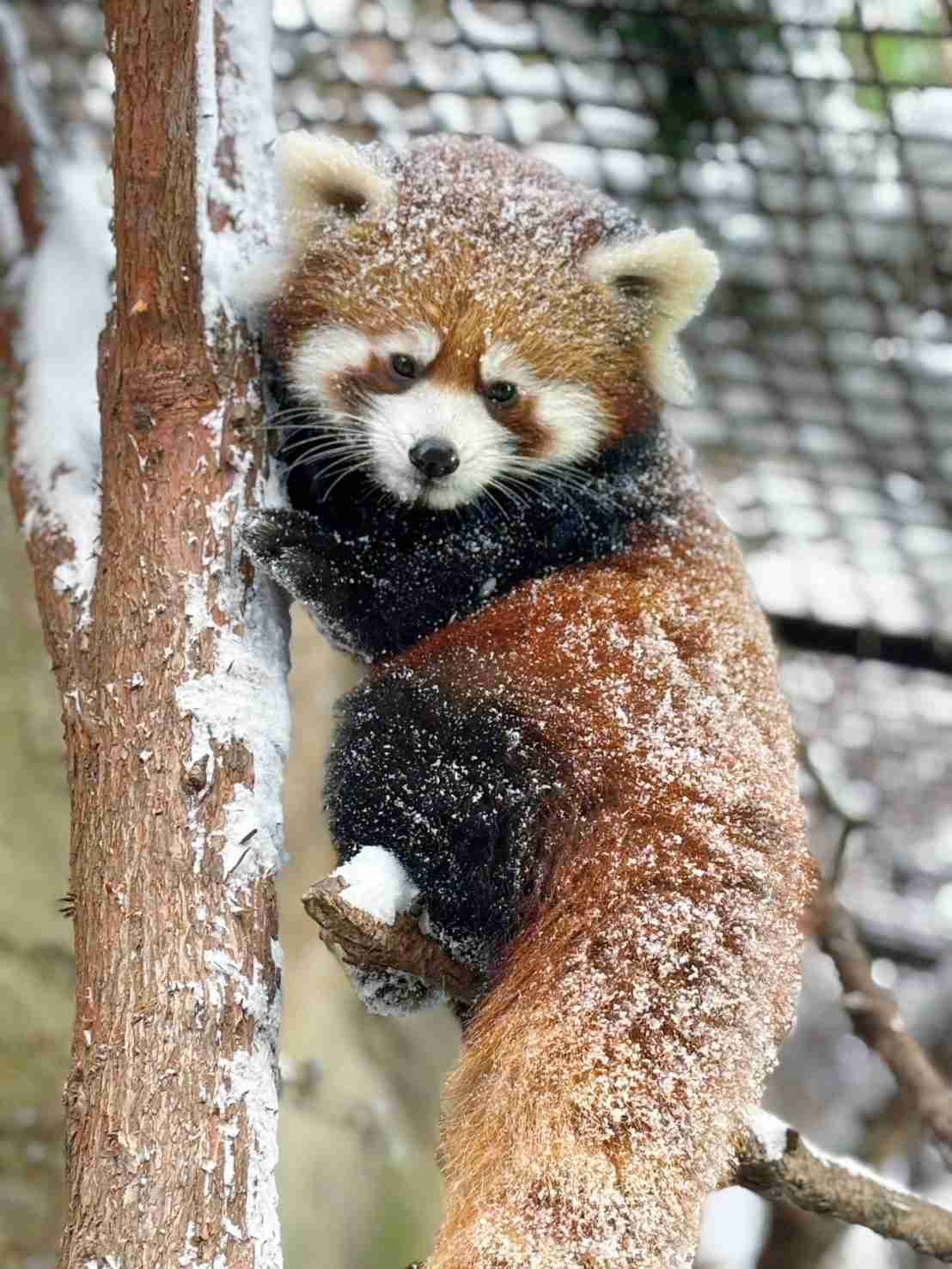 【全国の動物園・水族館】推しの動物がいる方教えて下さい