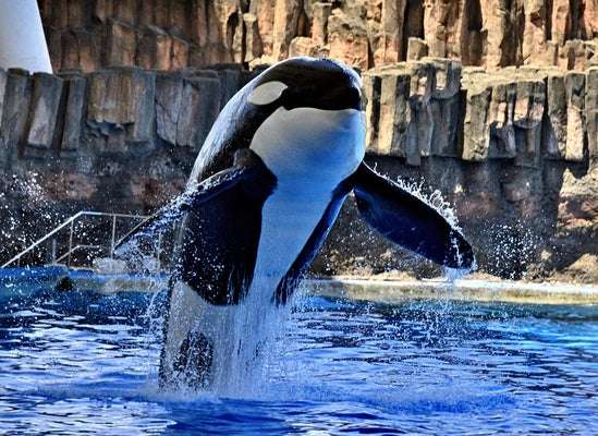 【全国の動物園・水族館】推しの動物がいる方教えて下さい