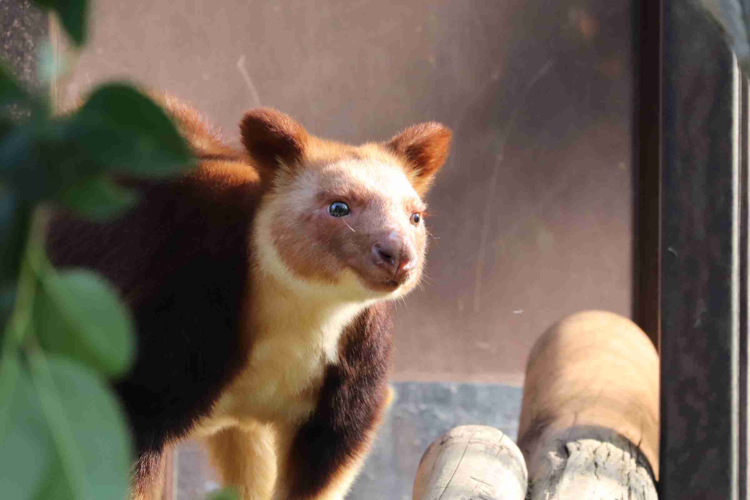 【全国の動物園・水族館】推しの動物がいる方教えて下さい