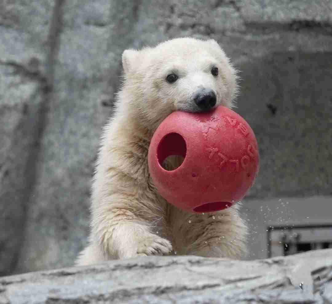 【全国の動物園・水族館】推しの動物がいる方教えて下さい