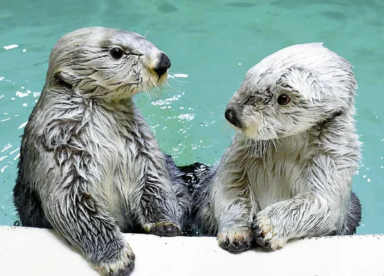 【全国の動物園・水族館】推しの動物がいる方教えて下さい