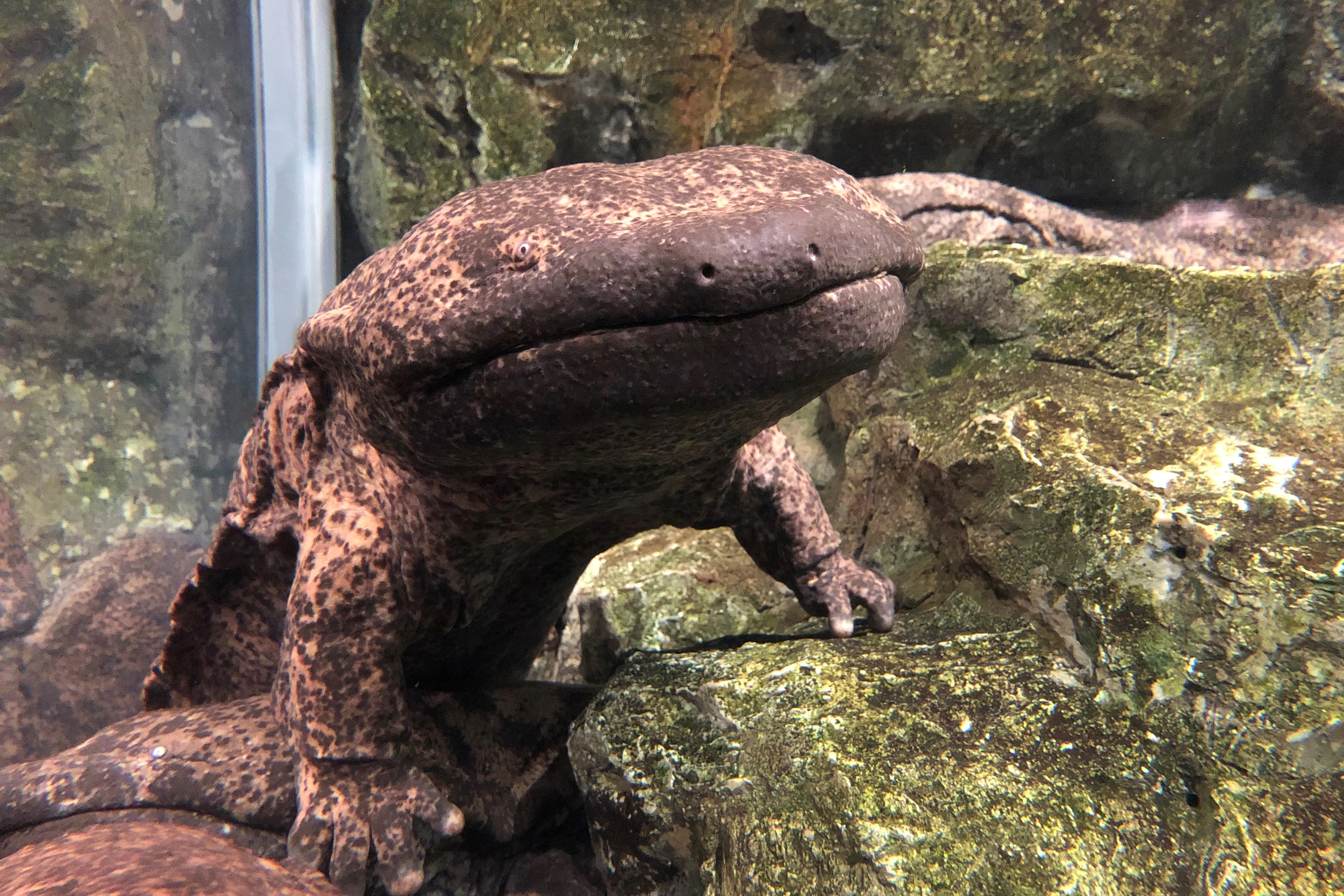 【全国の動物園・水族館】推しの動物がいる方教えて下さい