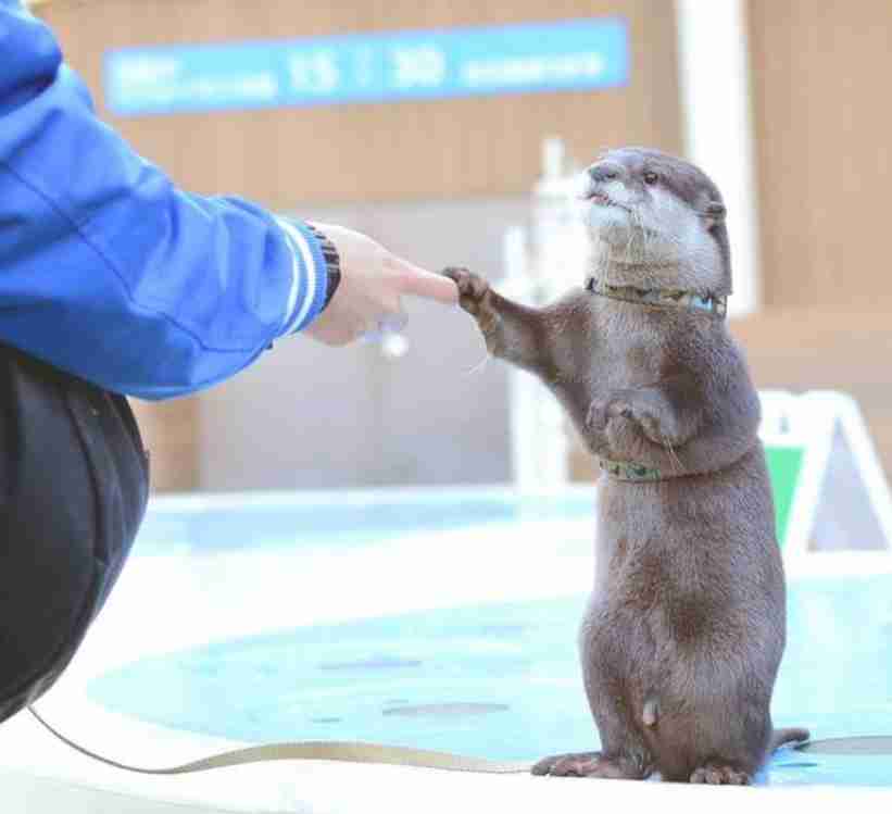 【全国の動物園・水族館】推しの動物がいる方教えて下さい