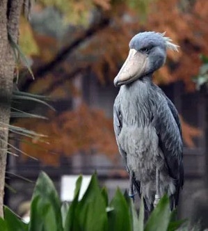 【全国の動物園・水族館】推しの動物がいる方教えて下さい