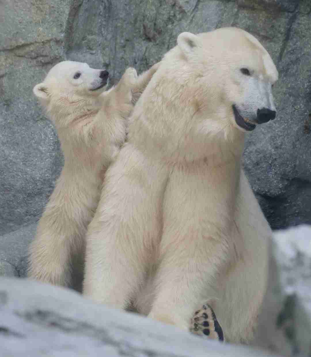 【全国の動物園・水族館】推しの動物がいる方教えて下さい
