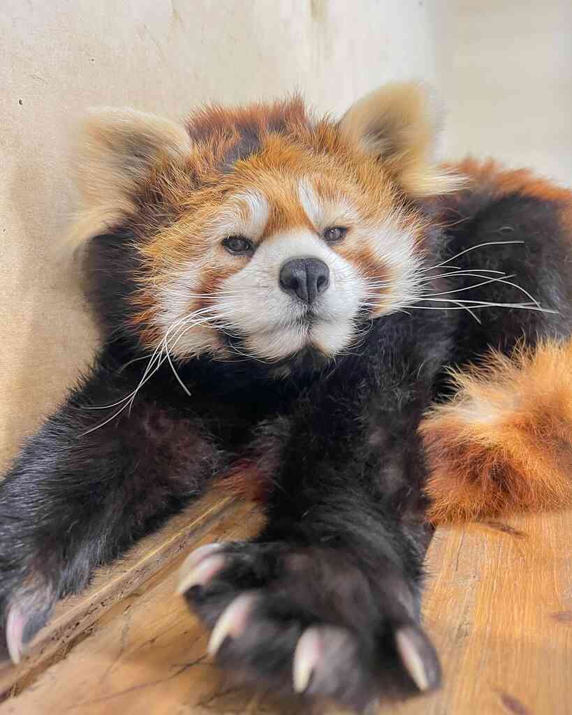 【全国の動物園・水族館】推しの動物がいる方教えて下さい