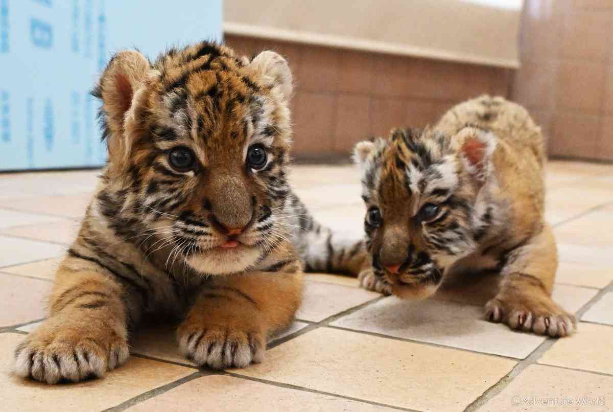 【全国の動物園・水族館】推しの動物がいる方教えて下さい