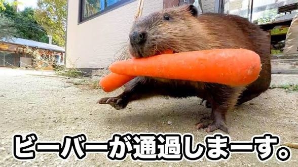 【全国の動物園・水族館】推しの動物がいる方教えて下さい