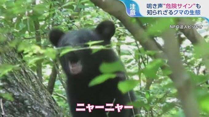 猫は「シャー！」と威嚇もヒロミはタッチを試み…動物番組での“触れ合い企画”に一部視聴者が厳しい意見