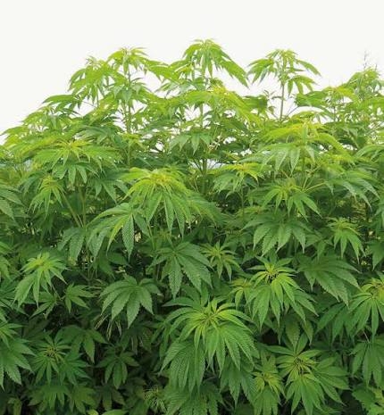 草花遊び🍀🌿