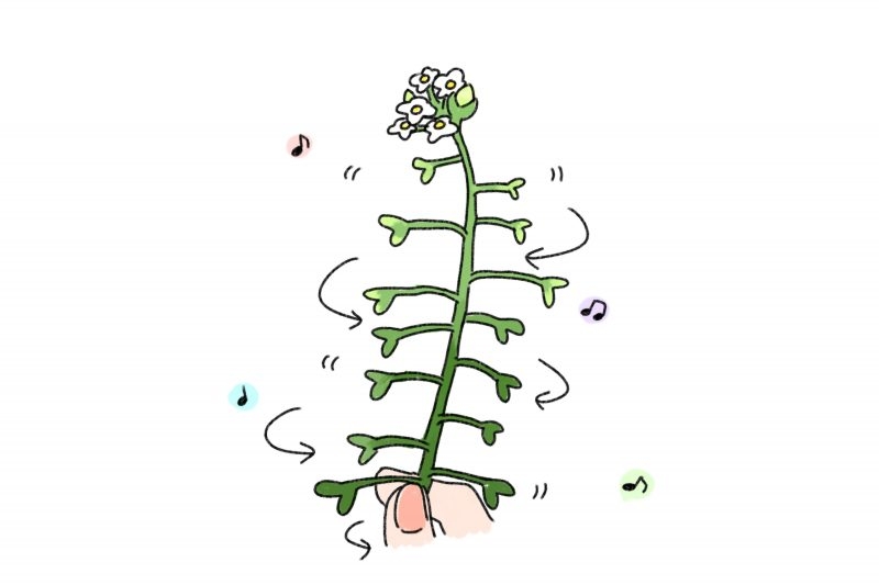 草花遊び🍀🌿