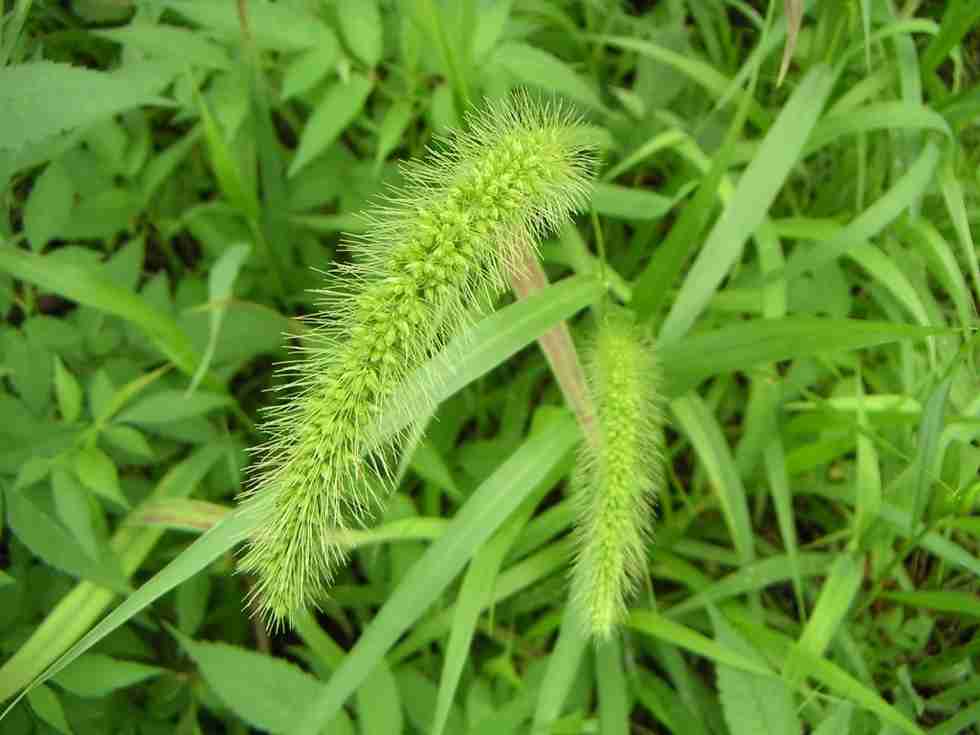 草花遊び🍀🌿