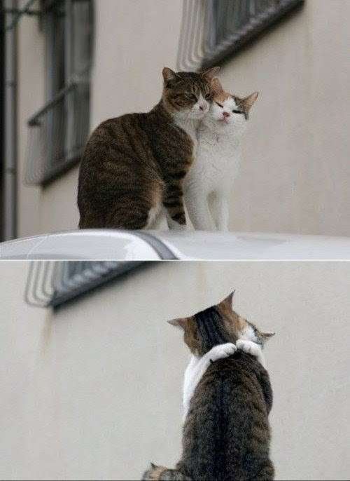 なんか人間ぽいなと思った動物たち