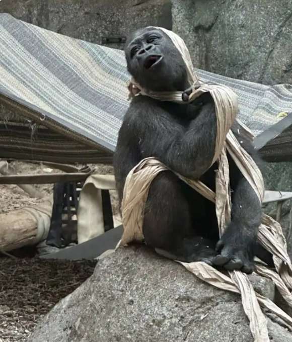 なんか人間ぽいなと思った動物たち