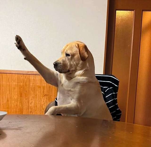 なんか人間ぽいなと思った動物たち