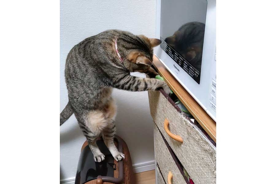 なんか人間ぽいなと思った動物たち