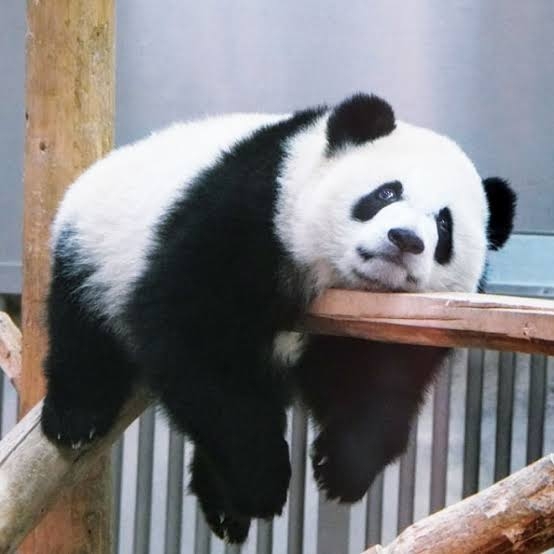 なんか人間ぽいなと思った動物たち