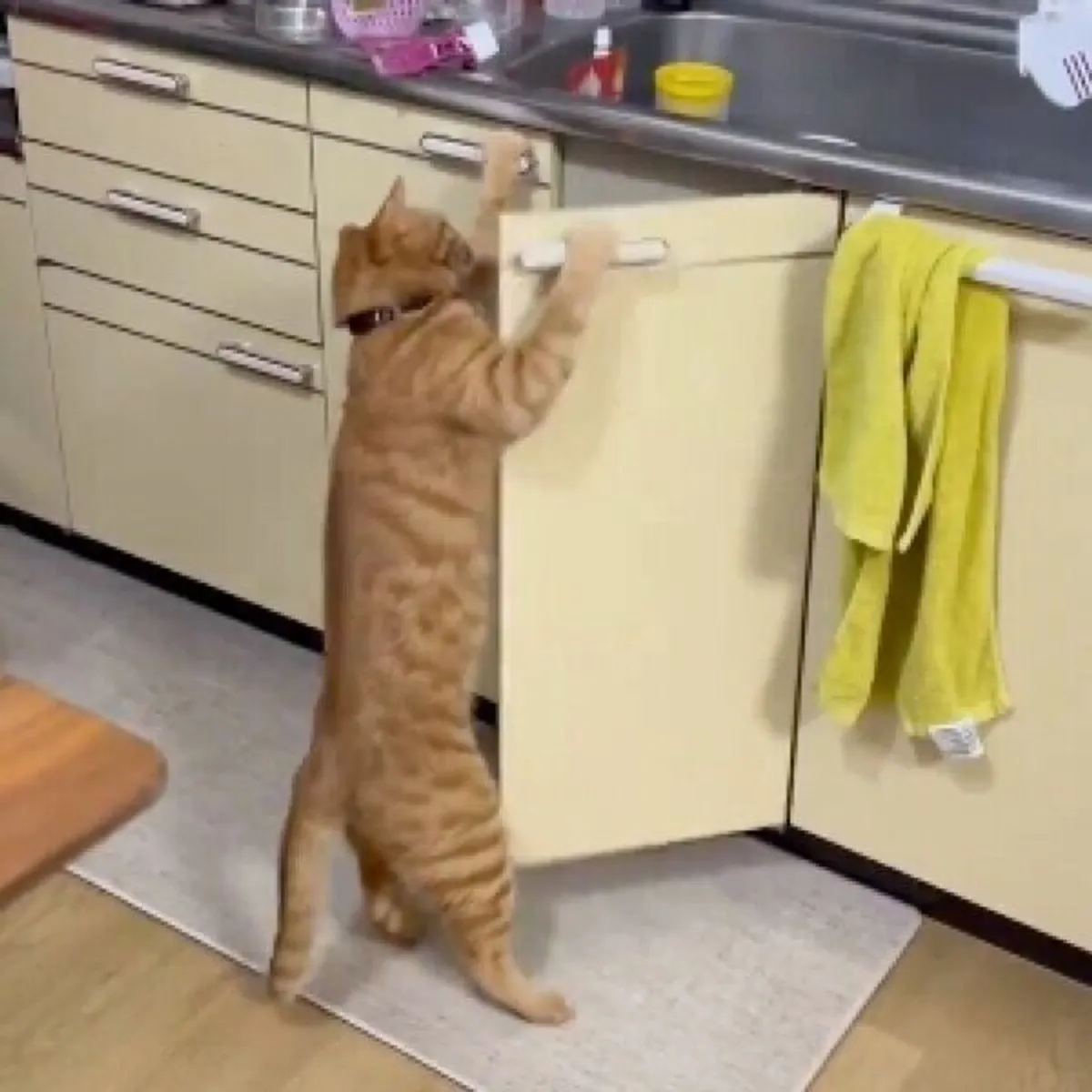 なんか人間ぽいなと思った動物たち