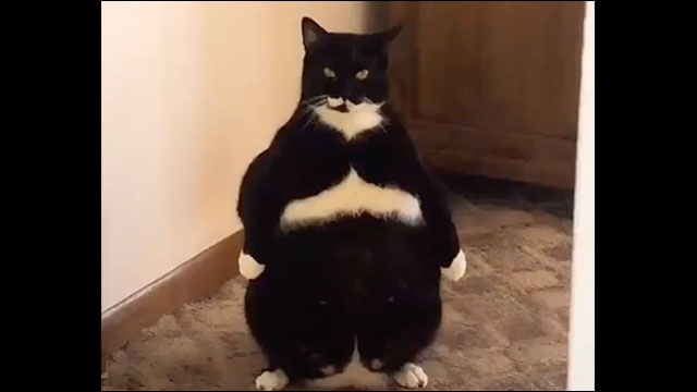 なんか人間ぽいなと思った動物たち