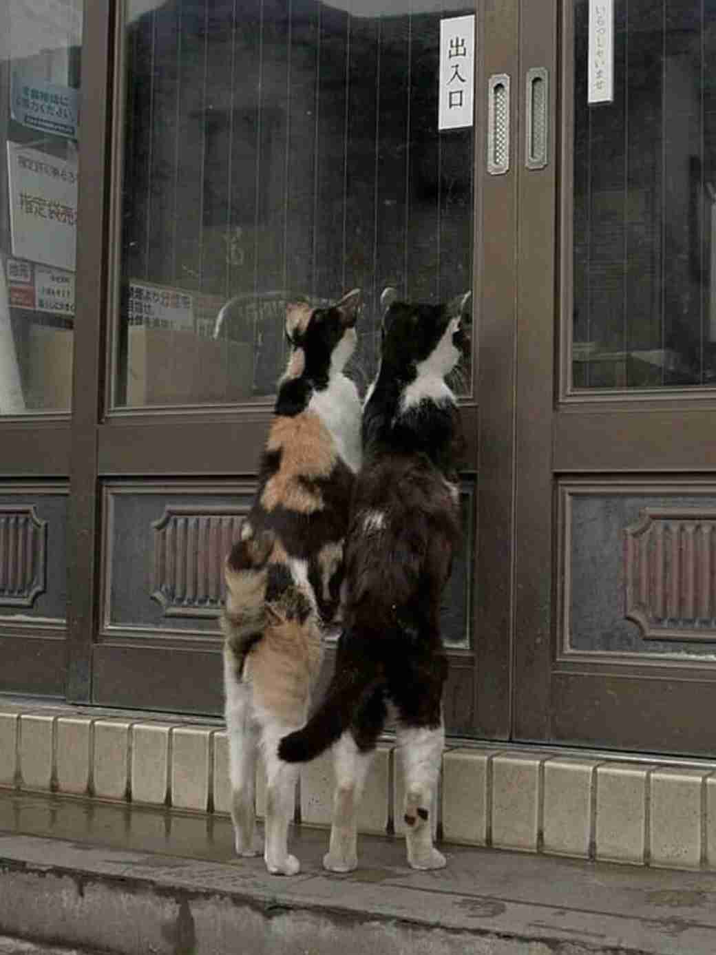 なんか人間ぽいなと思った動物たち