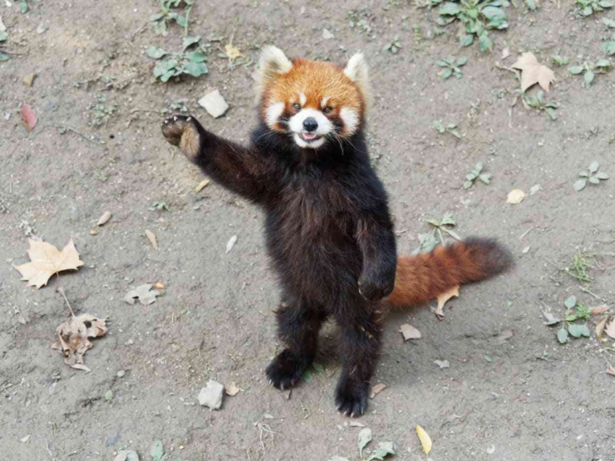 なんか人間ぽいなと思った動物たち